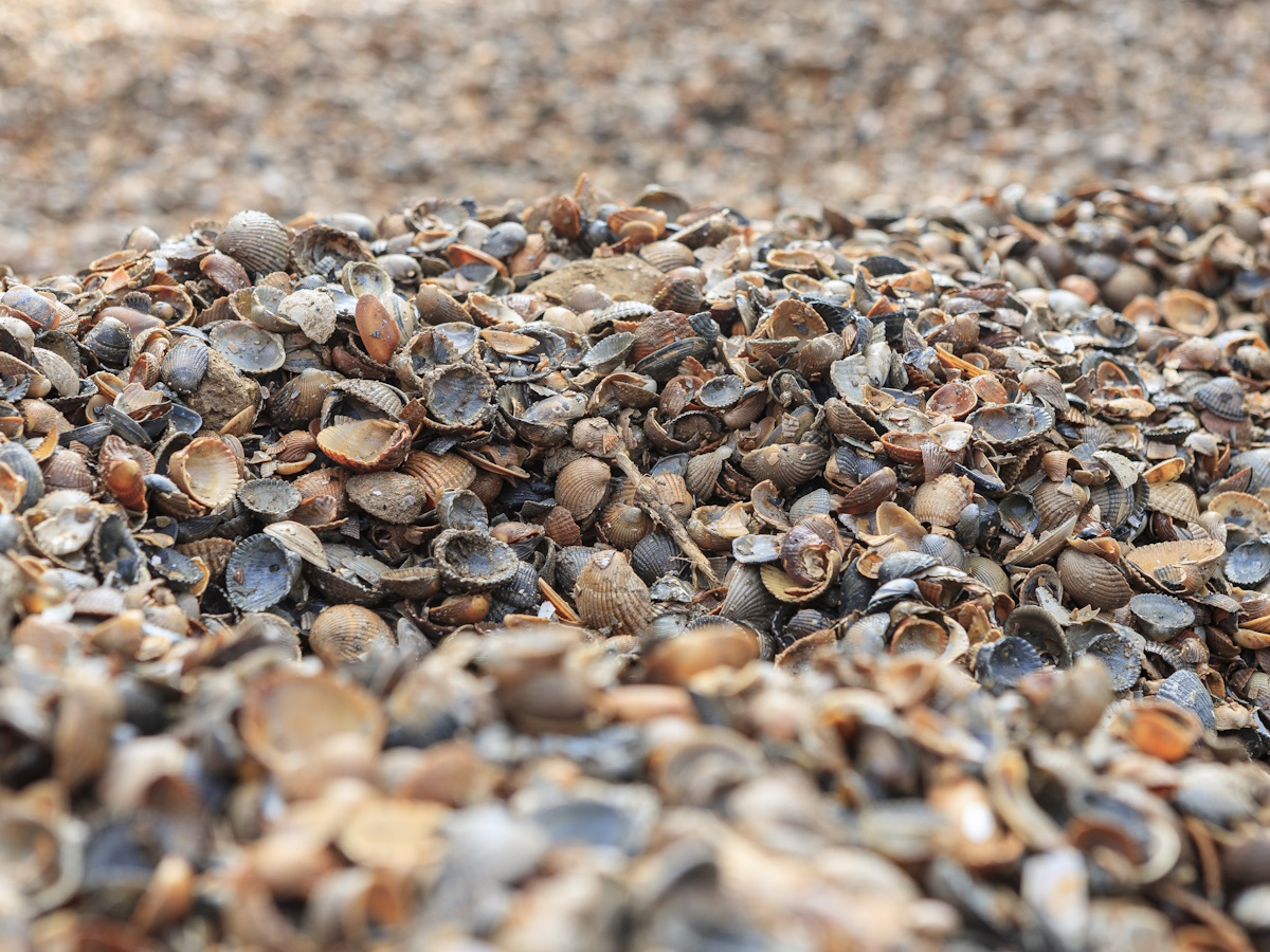 vochtige kruipruimte schelpen