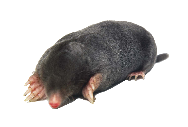 vochtbestrijding mol